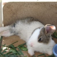 holland-tarka rajzolatú házinyúl