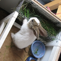 holland-tarka rajzolatú házinyúl