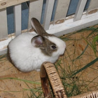 holland-tarka rajzolatú házinyúl