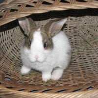 holland-tarka rajzolatú házinyúl