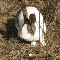 holland-tarka rajzolatú házinyúl