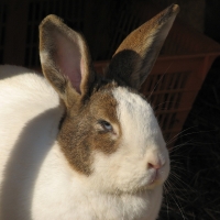 holland-tarka rajzolatú házinyúl