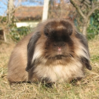 sötét nyest törpe kosorrú