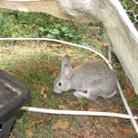 Csincsilla színű házinyúl