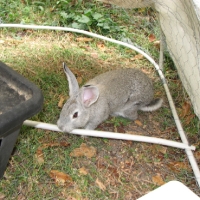 Csincsilla színű házinyúl