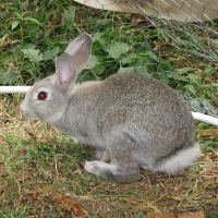 Csincsilla színű házinyúl