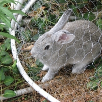 Csincsilla színű házinyúl