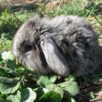 Oroszlánfejű csincsilla lány