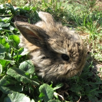 Oroszlánfejű vadas fiú