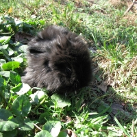 Oroszlánfejű fekete fiú