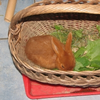 Új-zélandi vörös