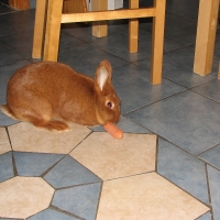 Új-zélandi vörös