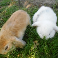 Menta x Oregano kisnyulak