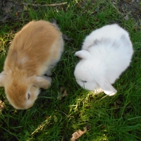 Menta x Oregano kisnyulak