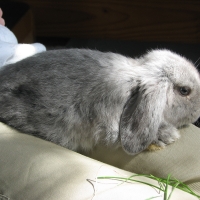 Kosorrú törpenyúl