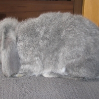 Kosorrú törpenyúl