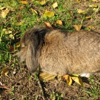 kosorrú oroszlánfejű törpenyúl