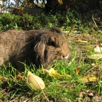 kosorrú oroszlánfejű törpenyúl