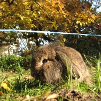kosorrú oroszlánfejű törpenyúl