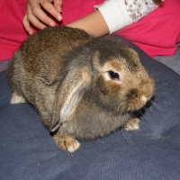 kosorrú oroszlánfejű törpenyúl