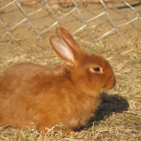 Új-zélandi vörös