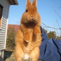 Új-zélandi vörös