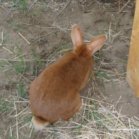 Új-zélandi vörös